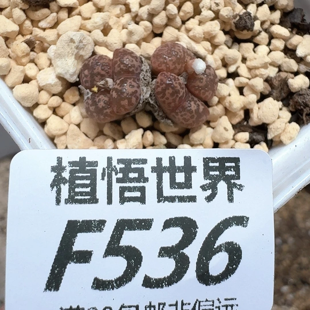 多肉植物的润泽发发