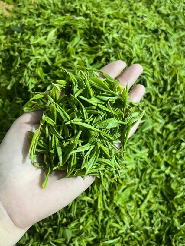 2025香气好新茶口感鲜爽好安吉白茶