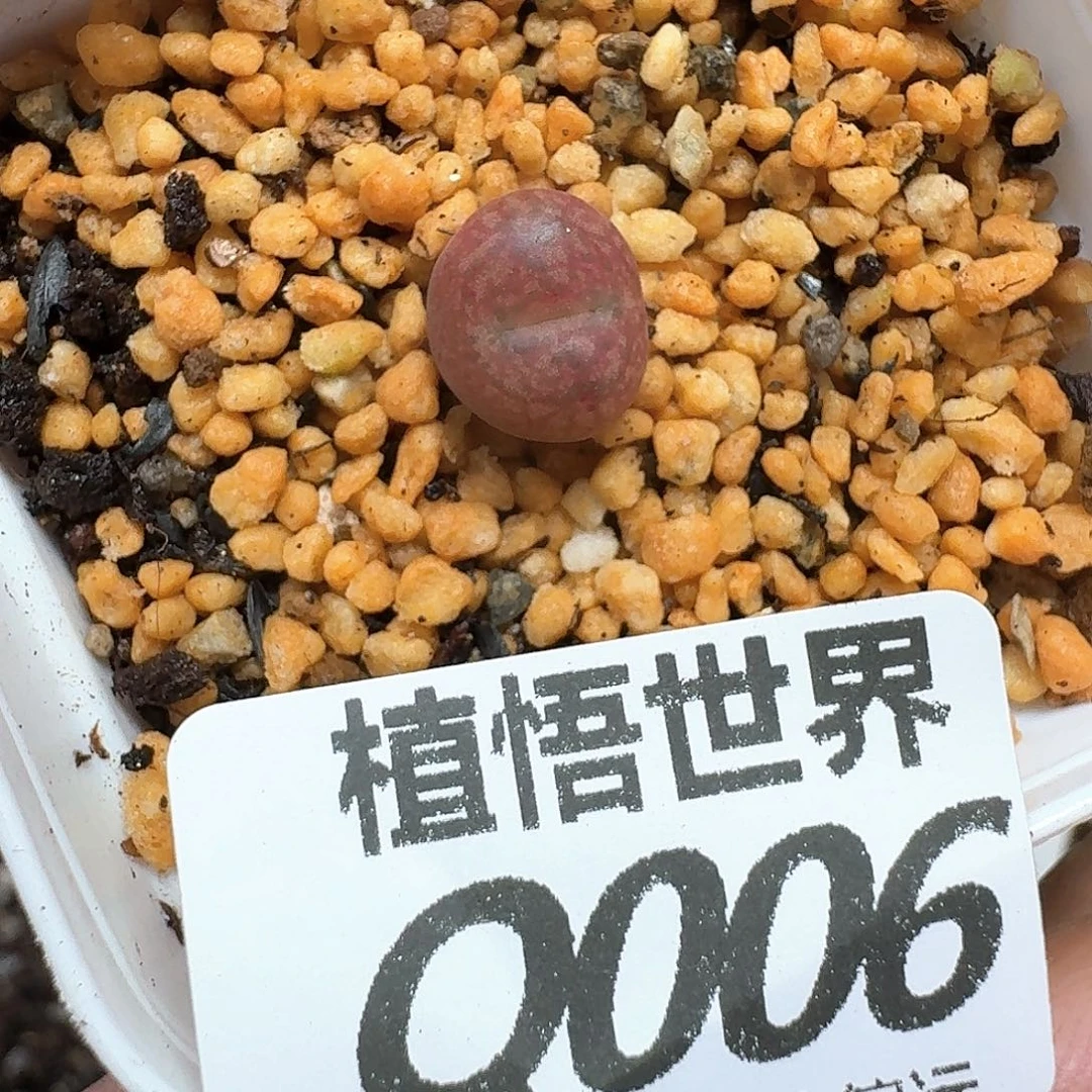 多肉植物的润泽从vn