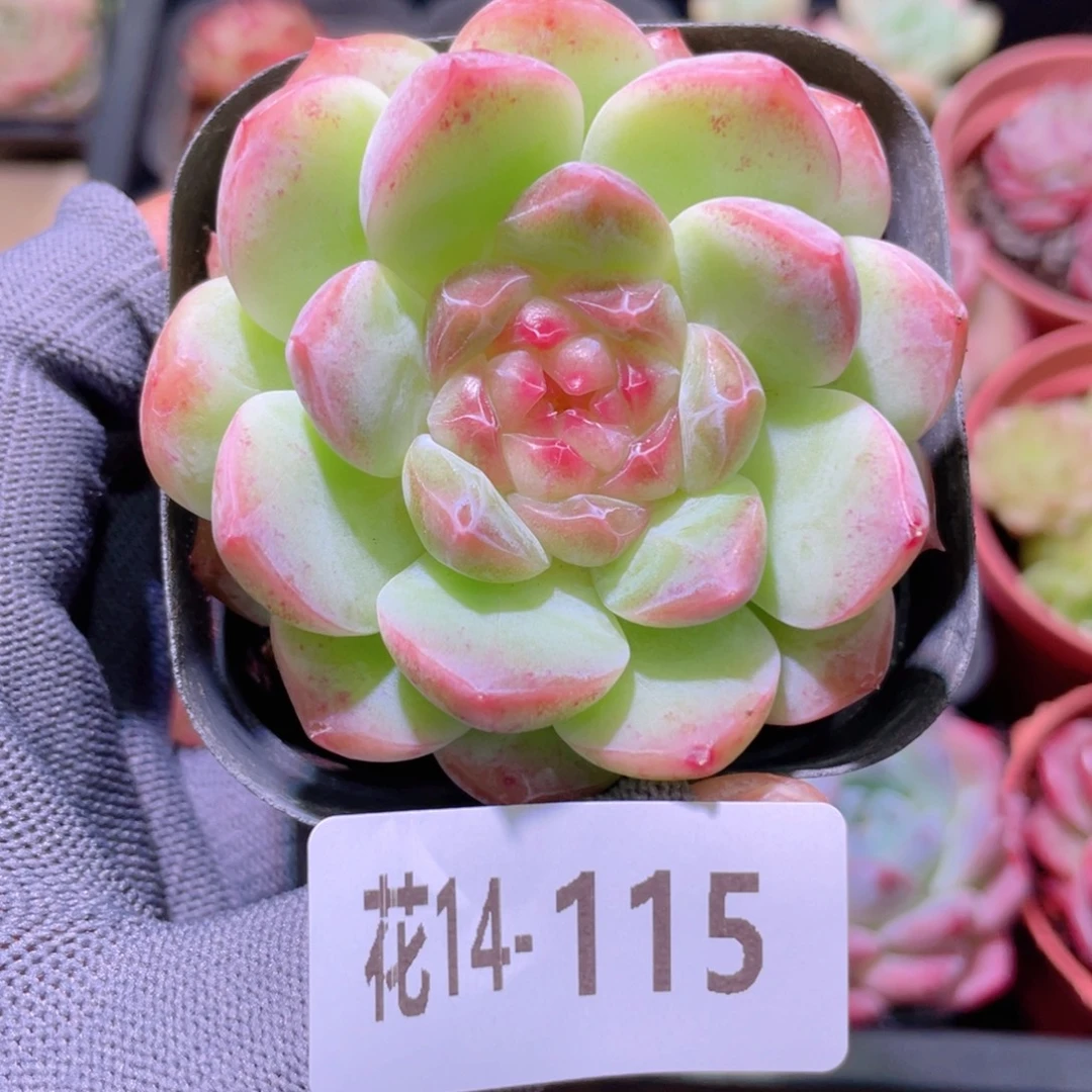 花利美14-115新品