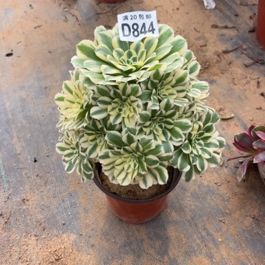 844迈巴赫不包断枝