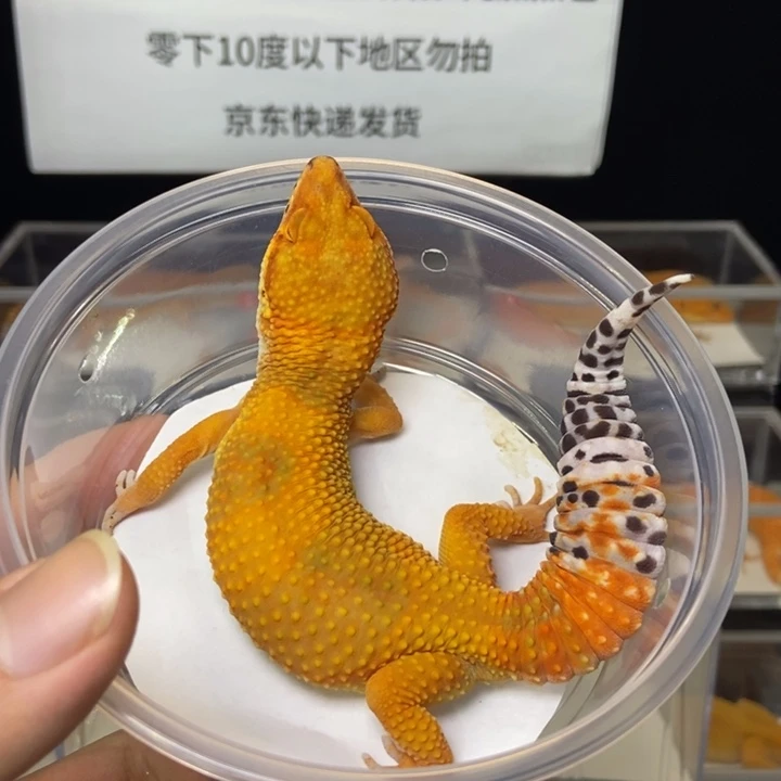 豹纹守宫55克公101号