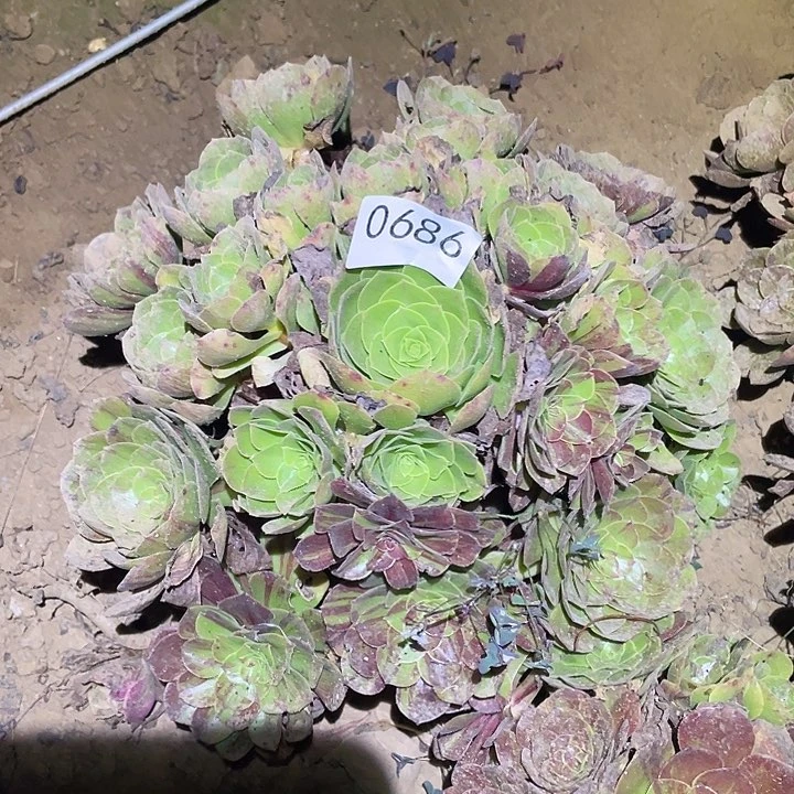 多肉植物法师686花月夜