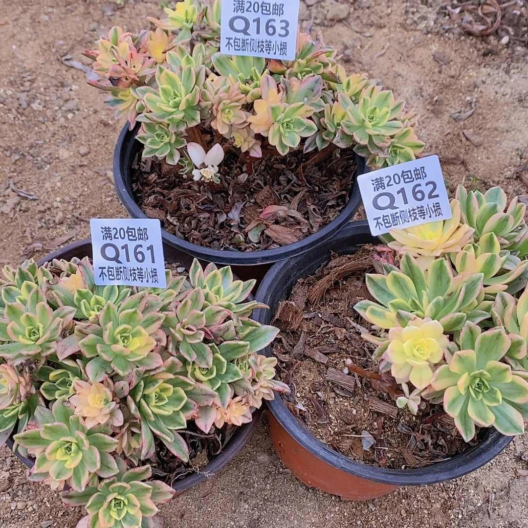 161-163甜茶多肉三棵有断枝