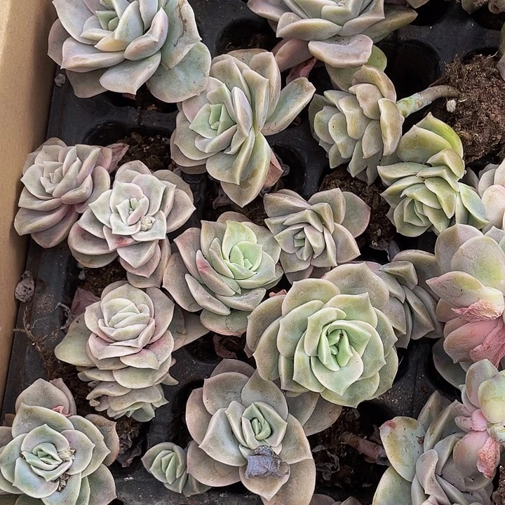 小可爱玫瑰1元带土发