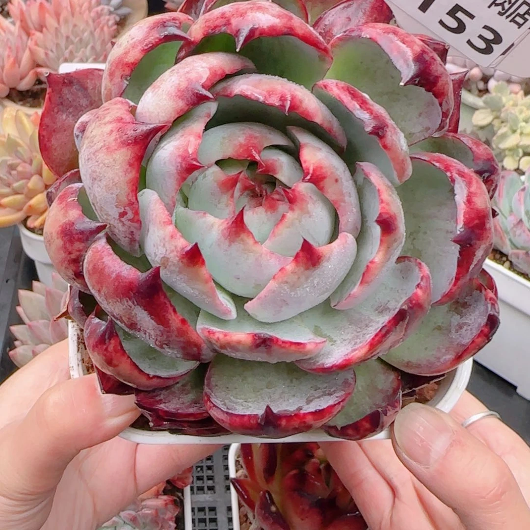 多肉植物7153………….