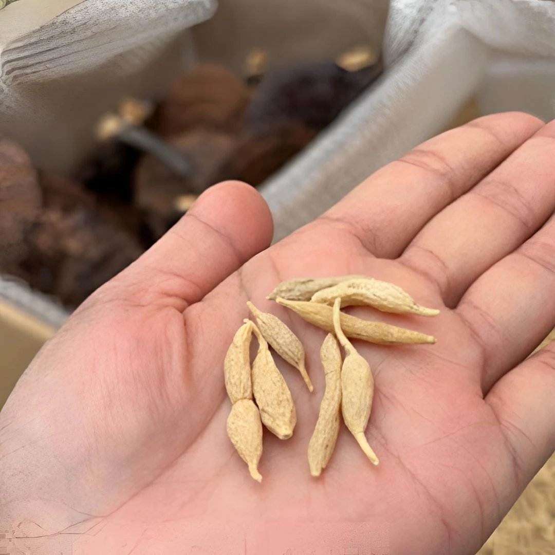 【麦冬】深山野传统滋补营养品包邮泡水喝养生茶