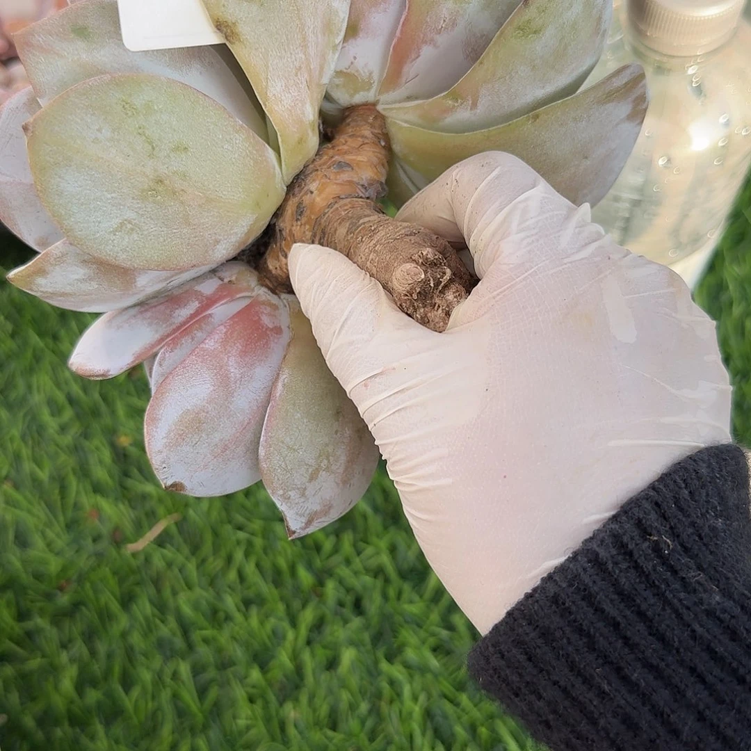 兔****#734多肉。售后时间签收起24小时，拍开箱视频