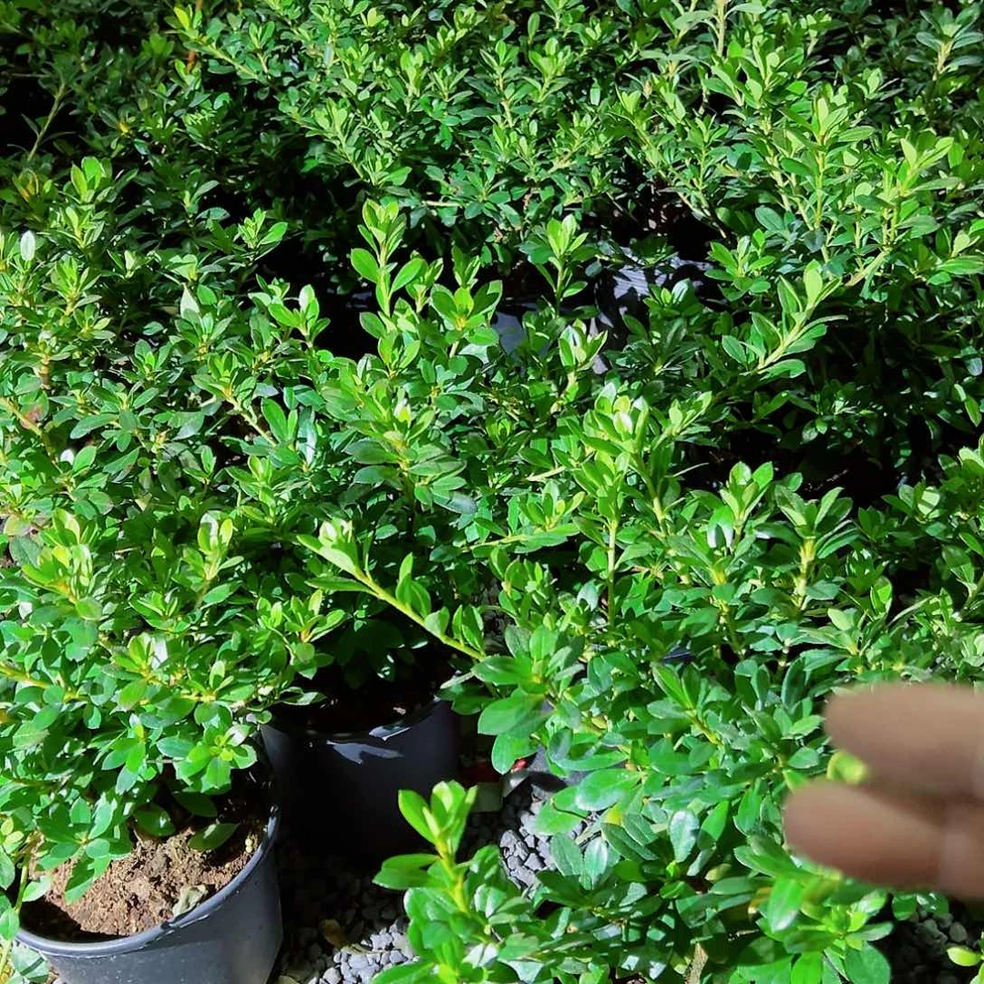 无花朵盆景皋月杜鹃保惠比须