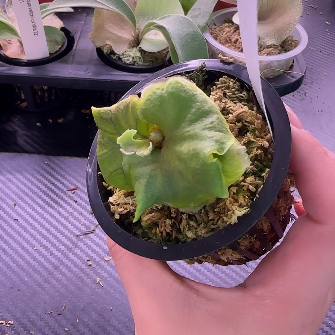 侏儒银叶亚猴鹿角蕨