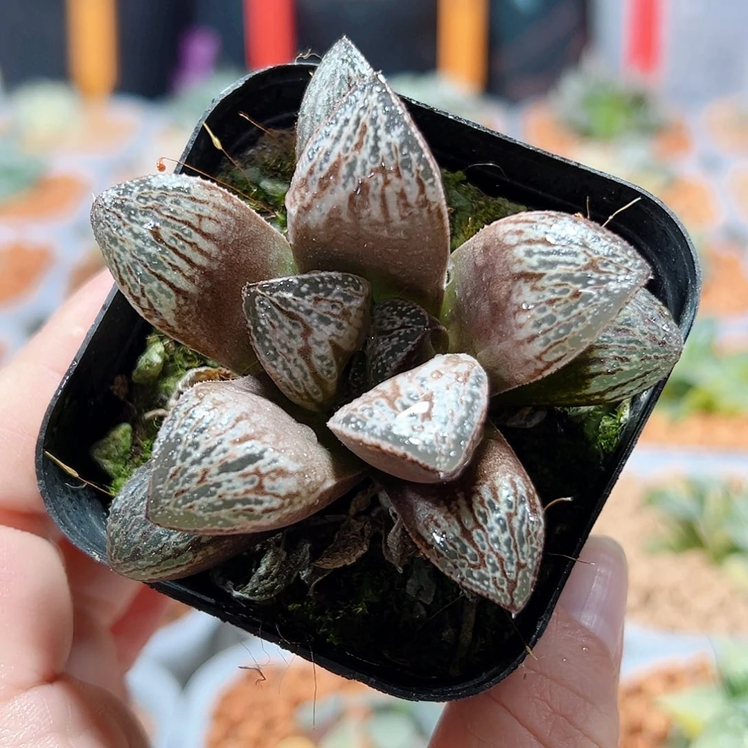 十二卷多肉印加玫瑰