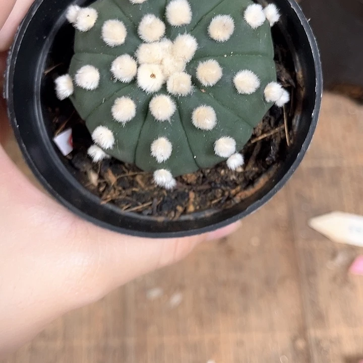 琉璃5.1一物一拍脱土发货