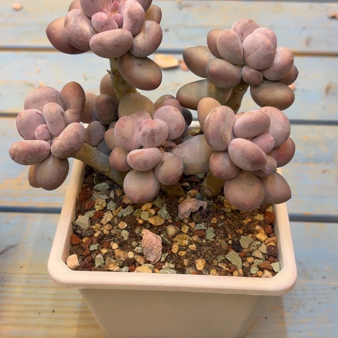 豆****无花朵多肉漂亮不退不换