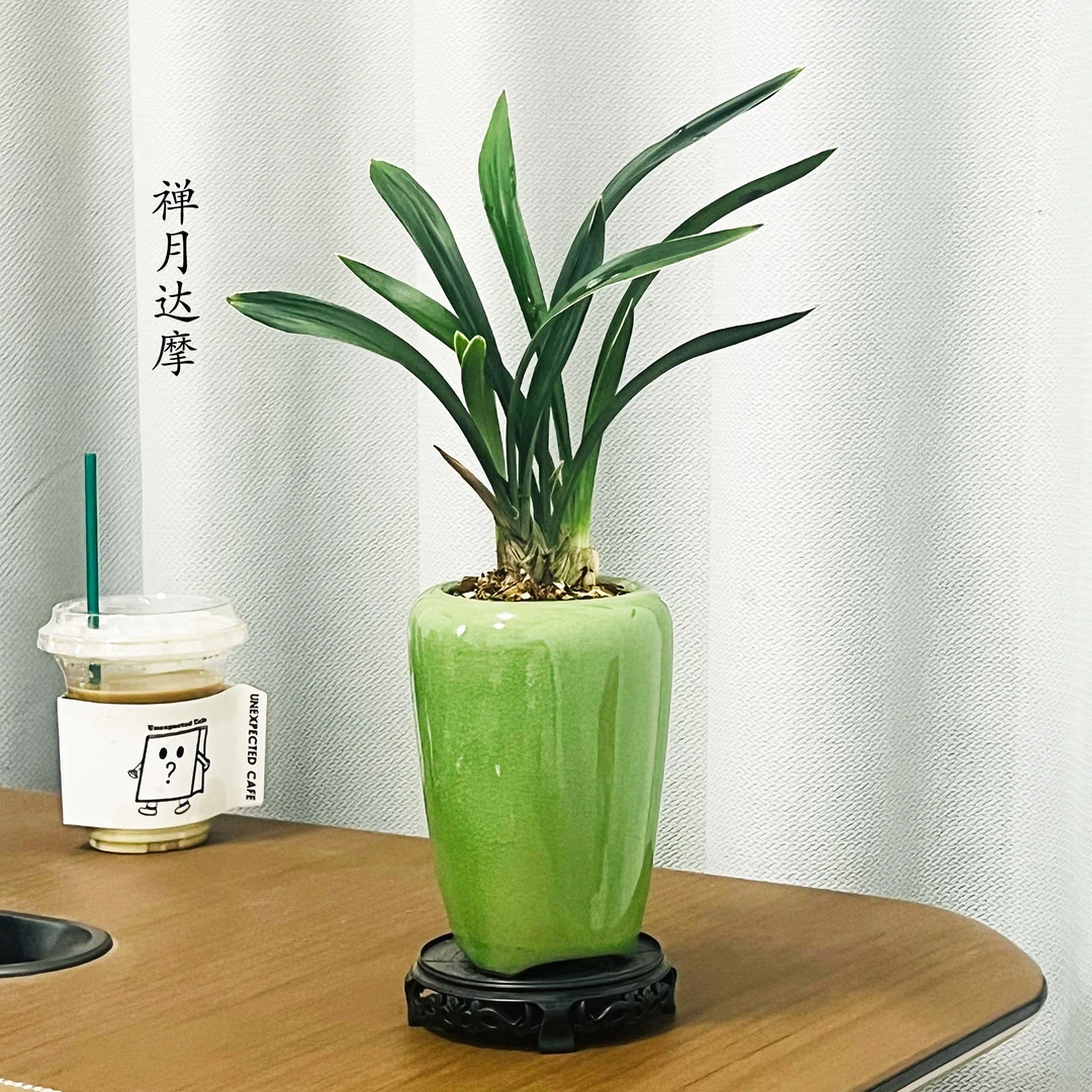 矮种金边禅月达摩兰花 稀有品种高贵品种不带花剑