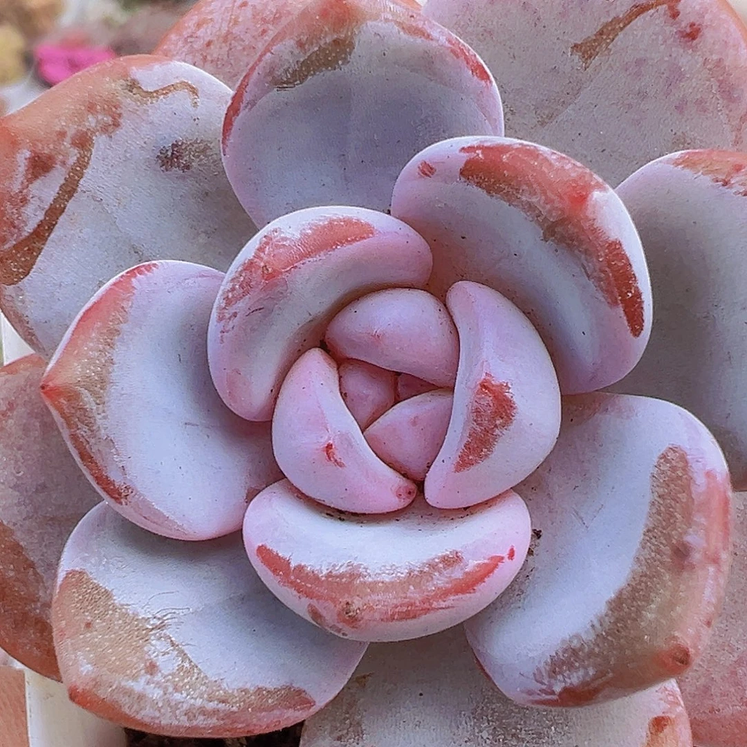 韩版奶茶2盆19包邮多肉