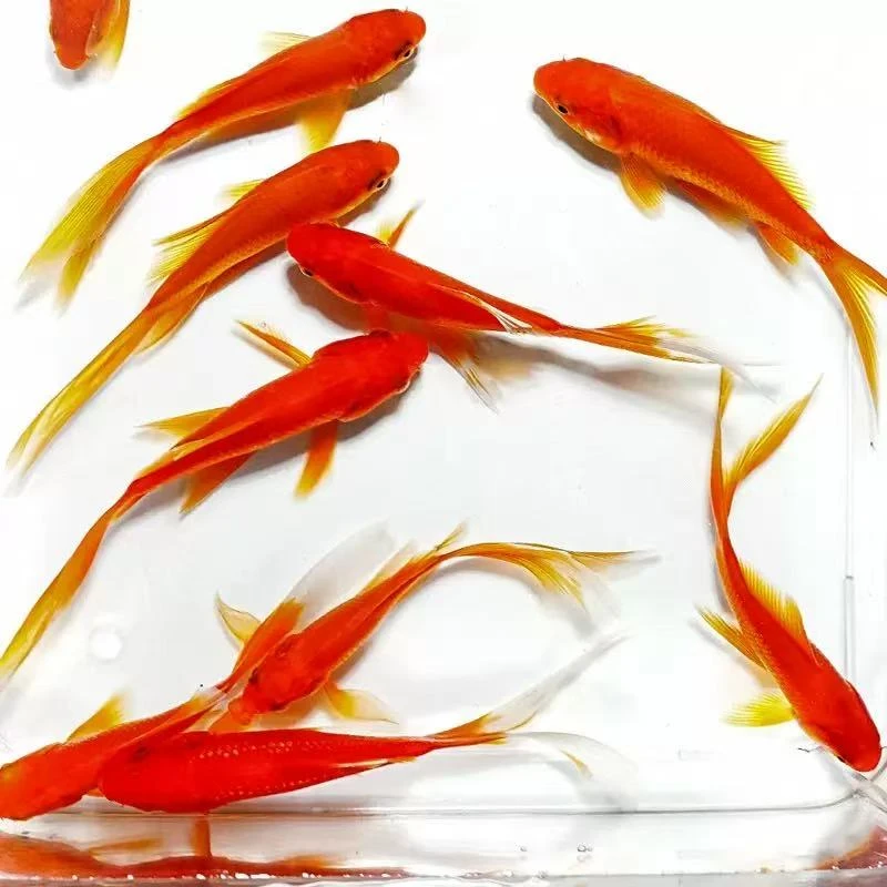 生鲜冷链包邮9条7-9厘米火焰红草金鱼冷水鱼耐活观赏鱼渔场直发