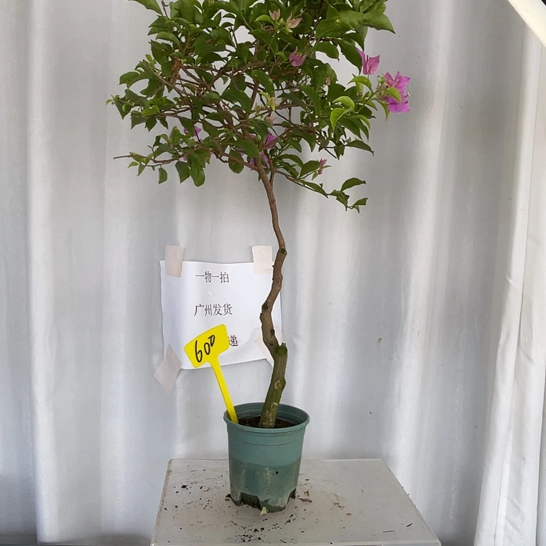 当前无花栽培后可以开花600绿叶雪紫桩高70厘米