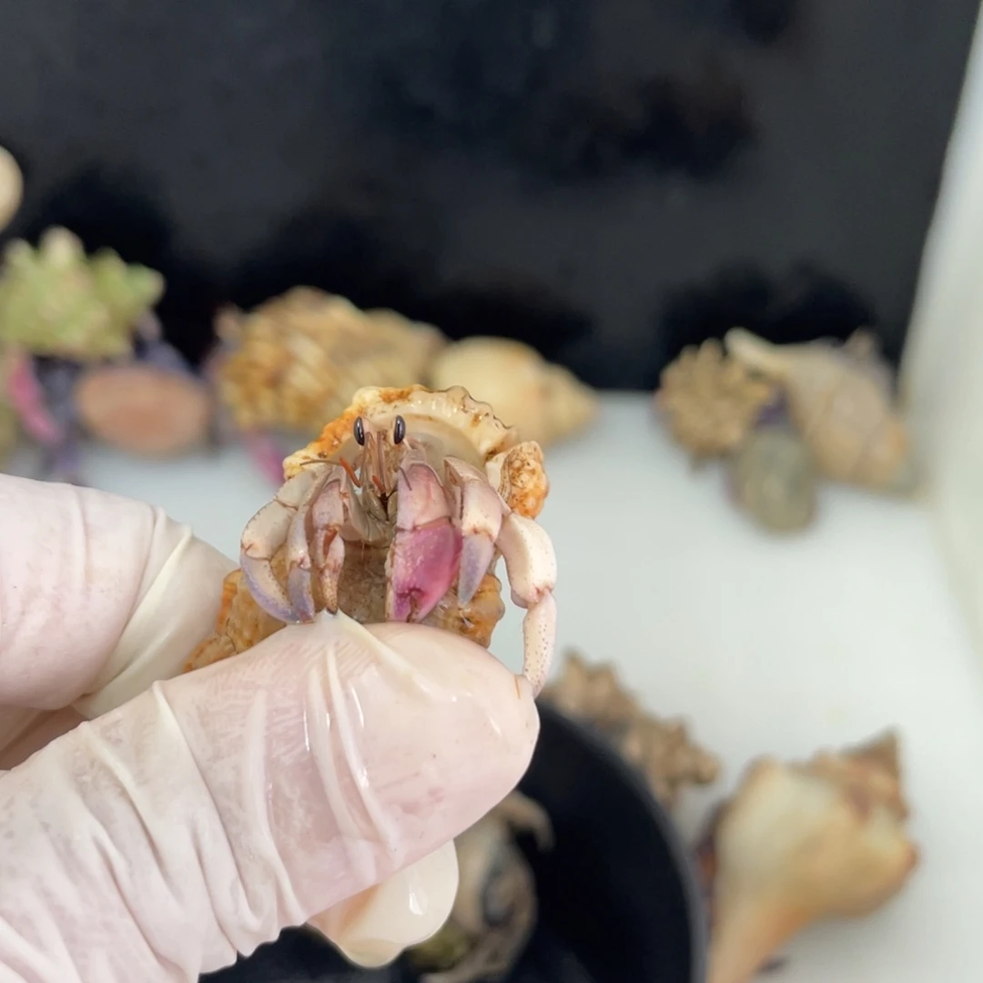 F7 人间富贵专拍  紫陆粉紫色1.5口
