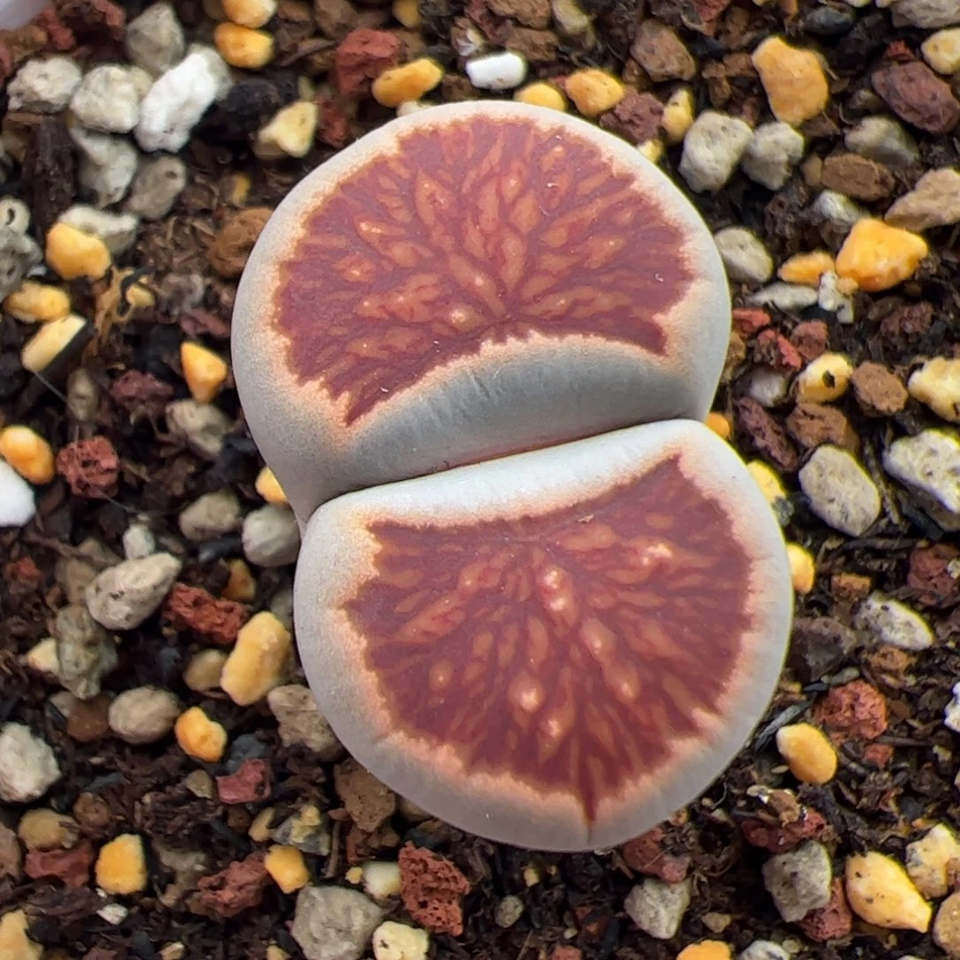 0187号菊 多肉植物