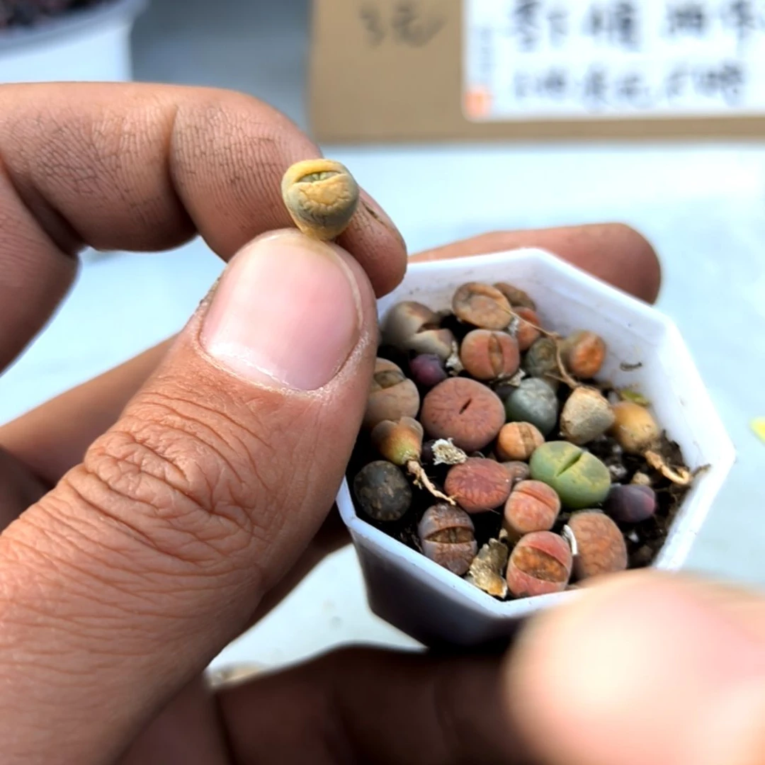 满6元包邮，彩色生石花11棵小小小