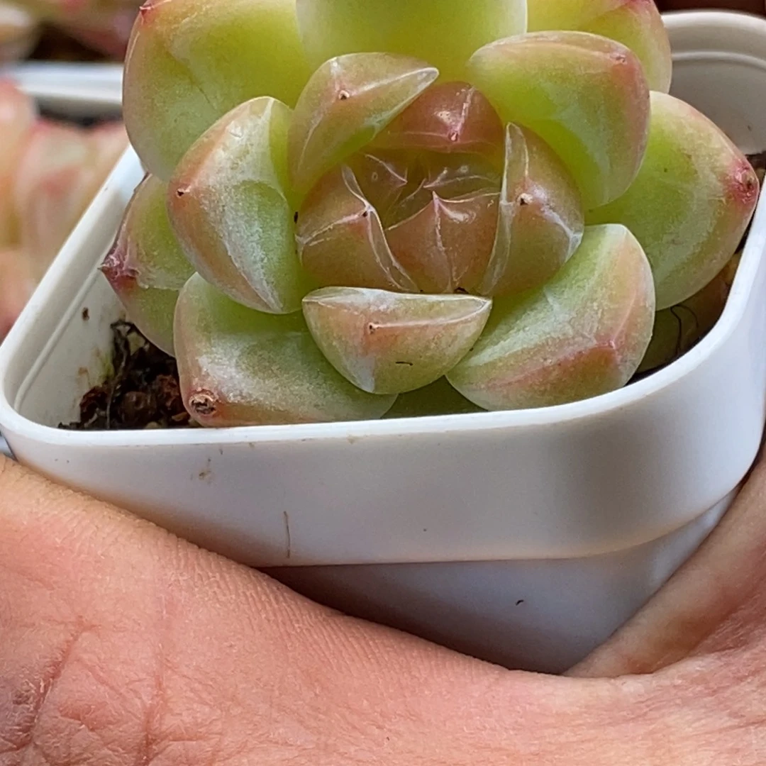 天官赐福百无禁忌