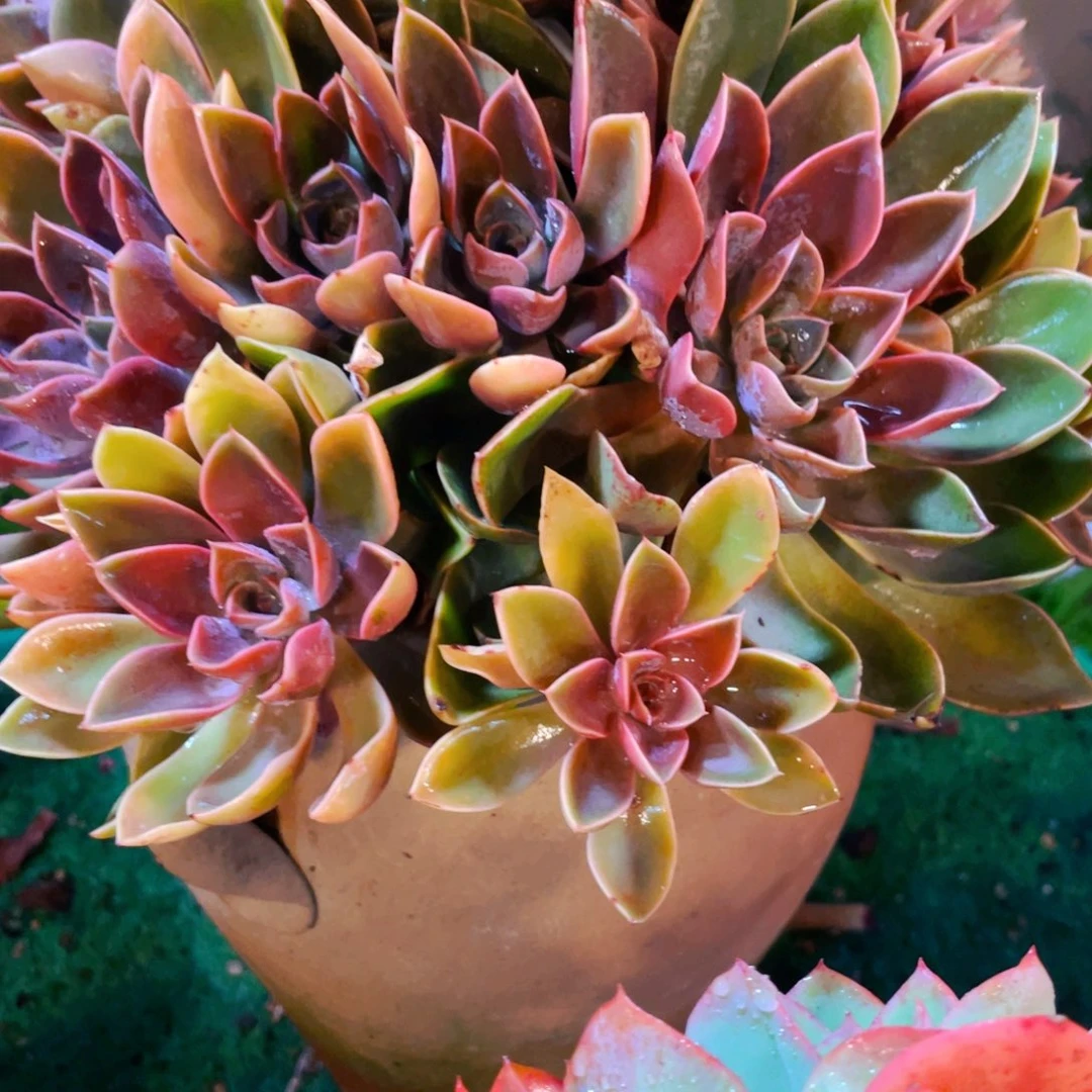 小***呀头超级多的紫气东来手捧花包邮快递