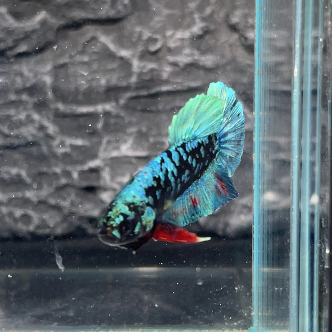 斗鱼暗黑碎星将军公