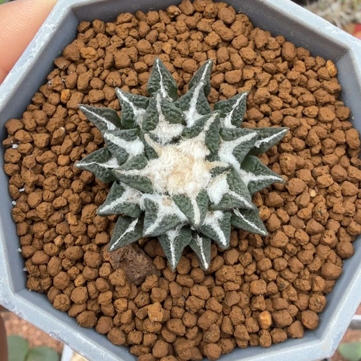 实生黑牡丹1500 （满28包邮）