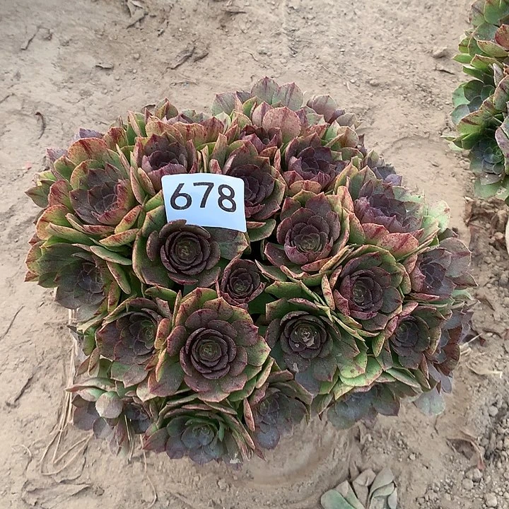 无花朵678万拉丝北