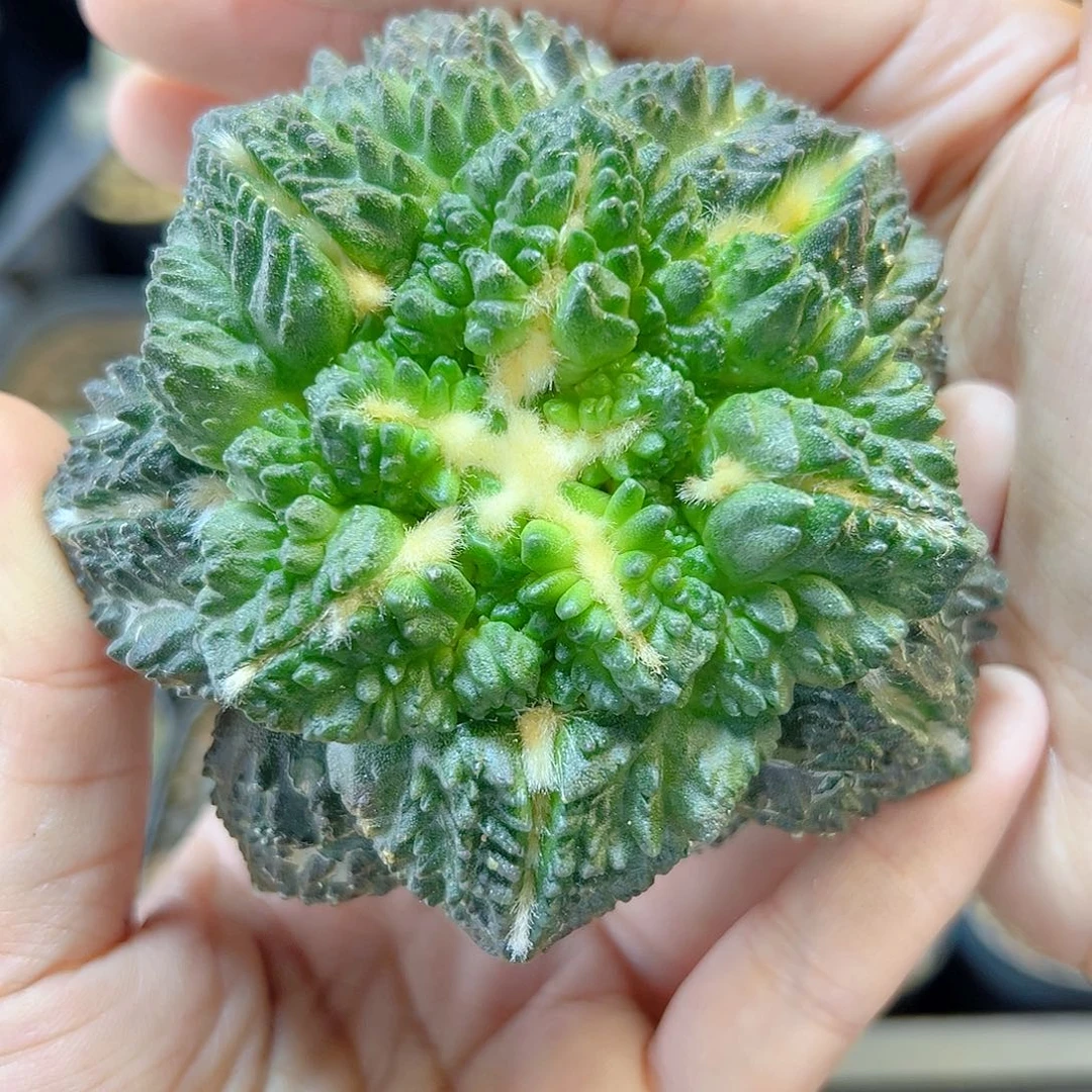 12号苗接志鹤基因龟甲牡丹无根8.5公分