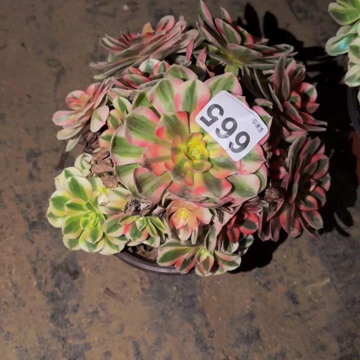 665倾城多肉植物不售后