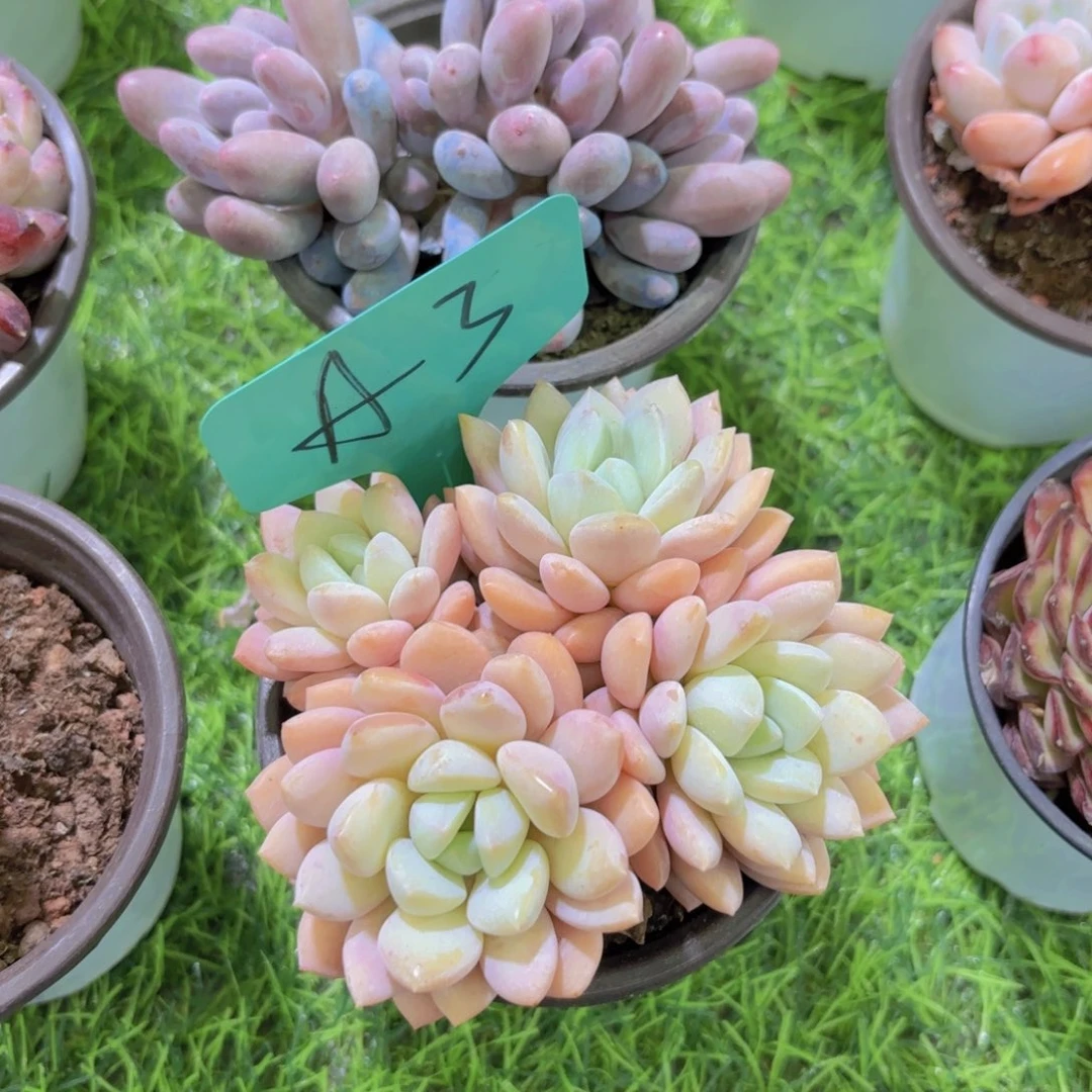 浅****8我的小可爱小可爱们都好