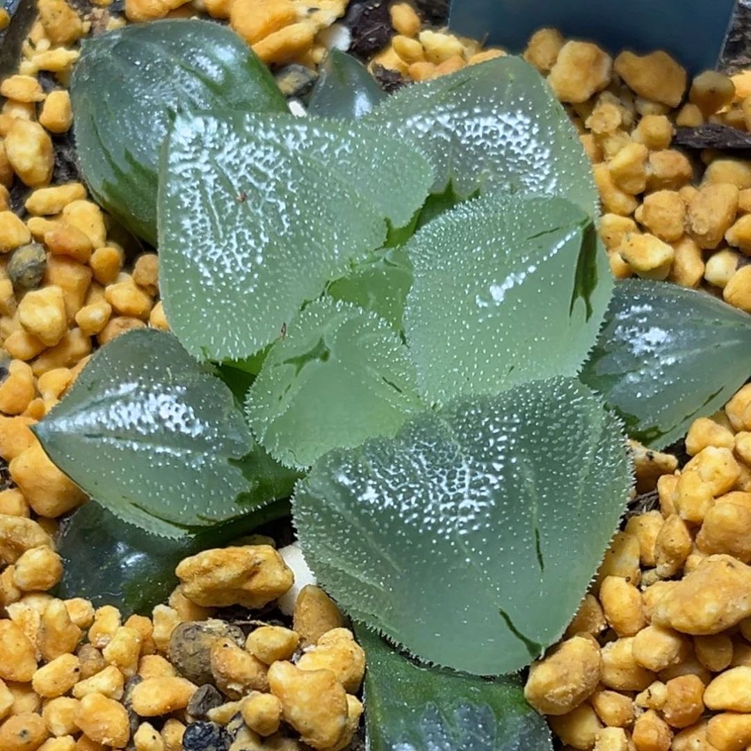 你***谁恭喜发财大吉大利0365