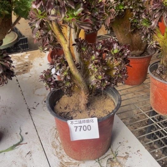 7700，黑法师缀包邮