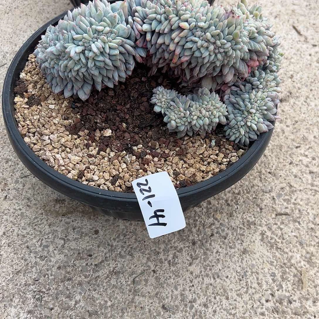 221-41橙子缀多肉