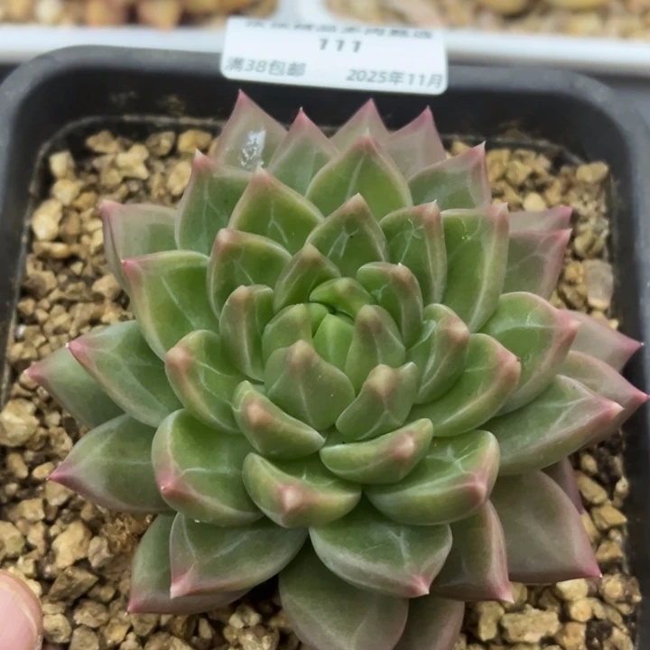 张张精品多肉甄选111