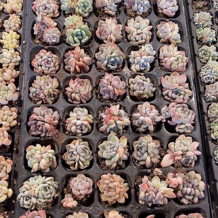 直播福利一物一拍481