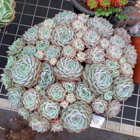 缘**你1078沙罗姬牡丹多肉