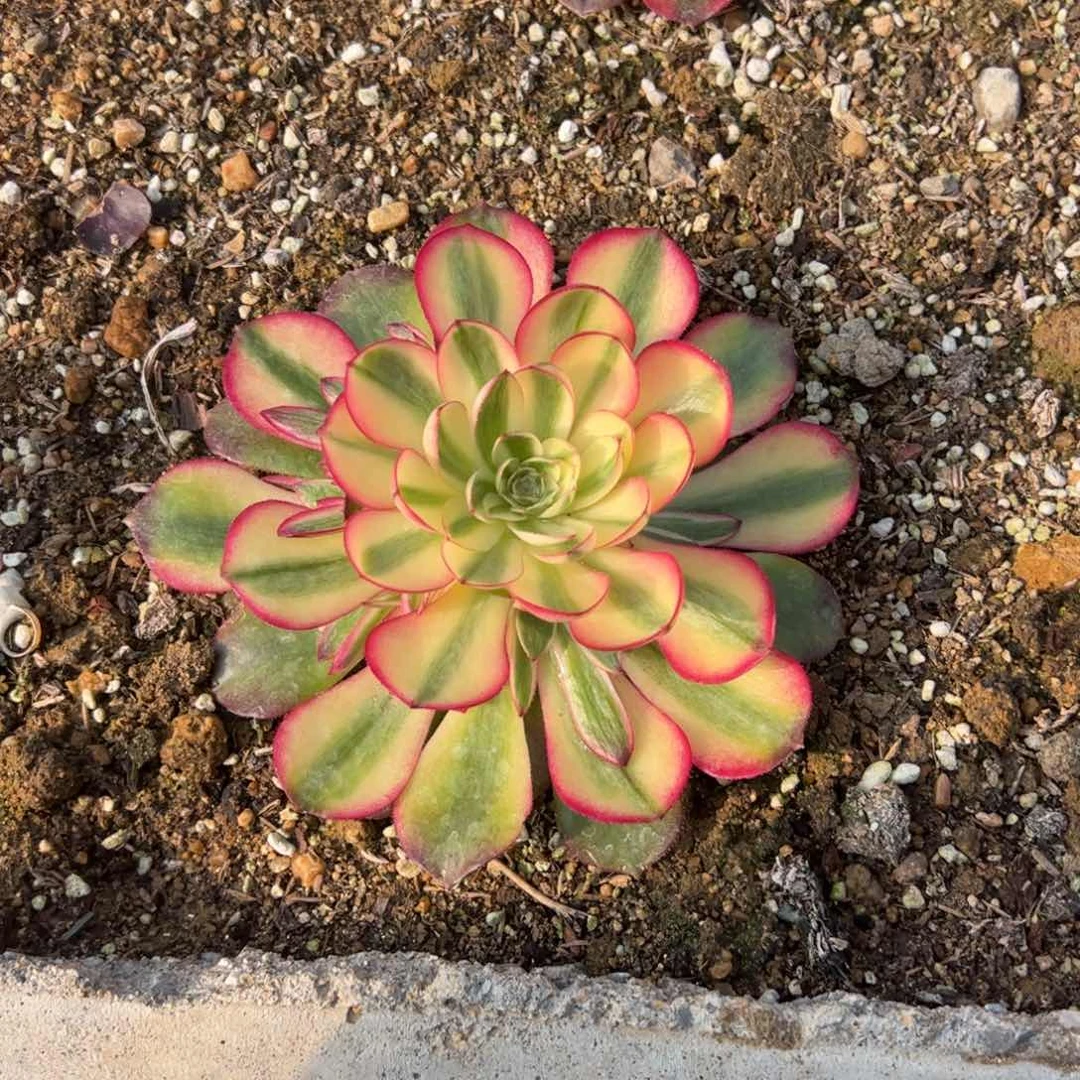 英*3瓶肥料多肉植物