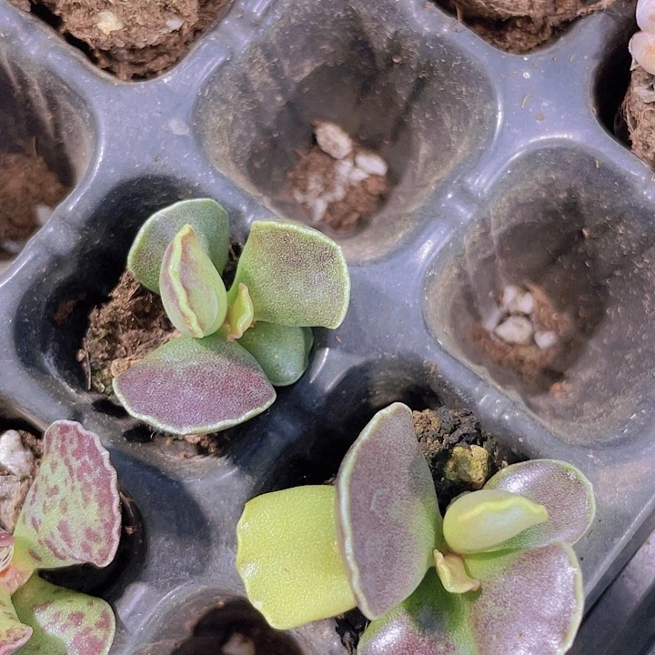 艺妓海豹【满10颗包邮】