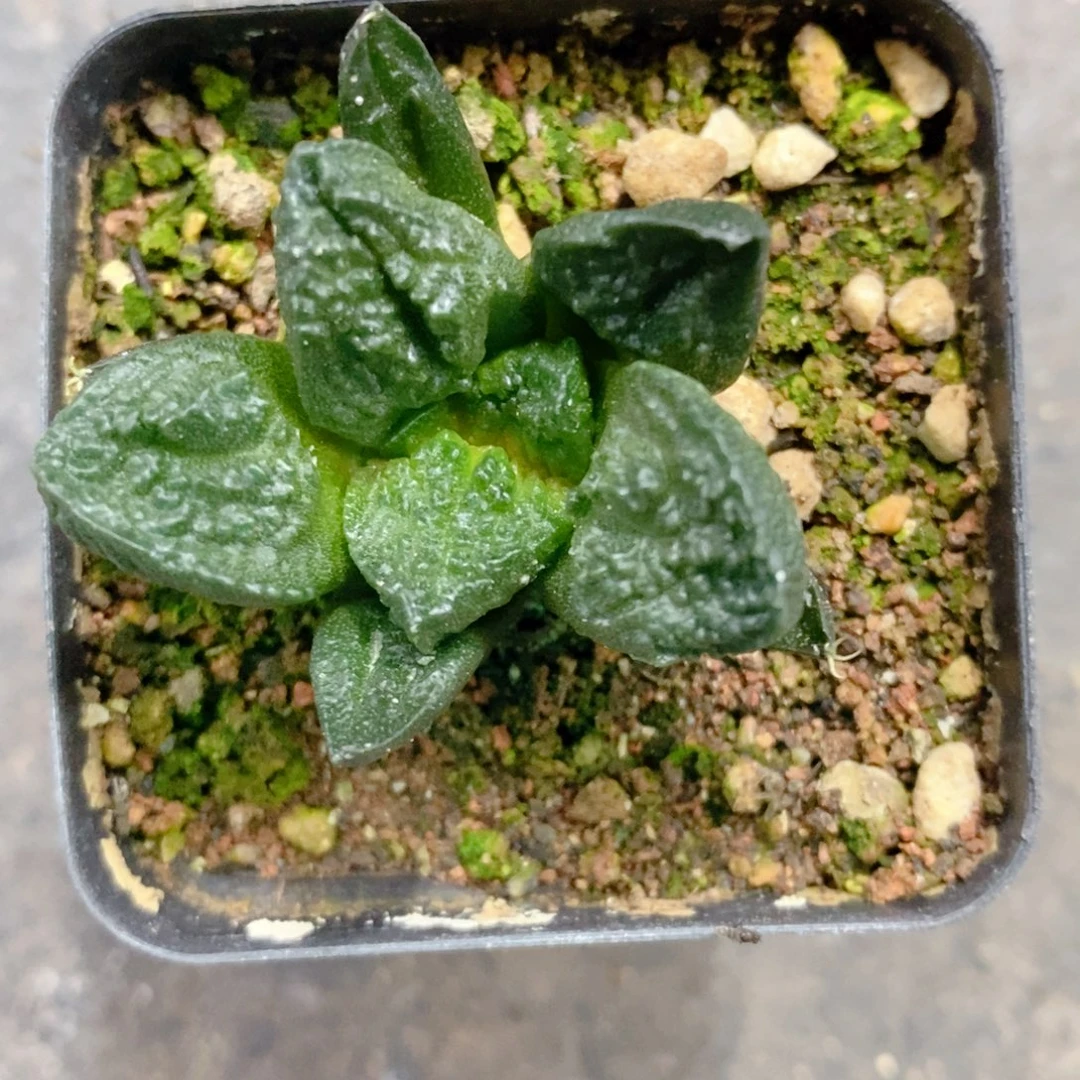 实生 哥斯拉牡丹3.5公分左右一物一拍