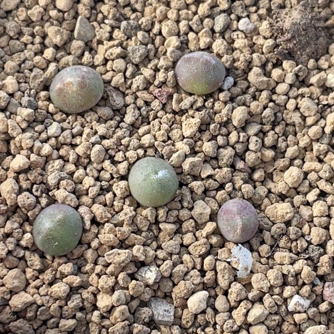 空蝉小苗一颗量拍肉锥