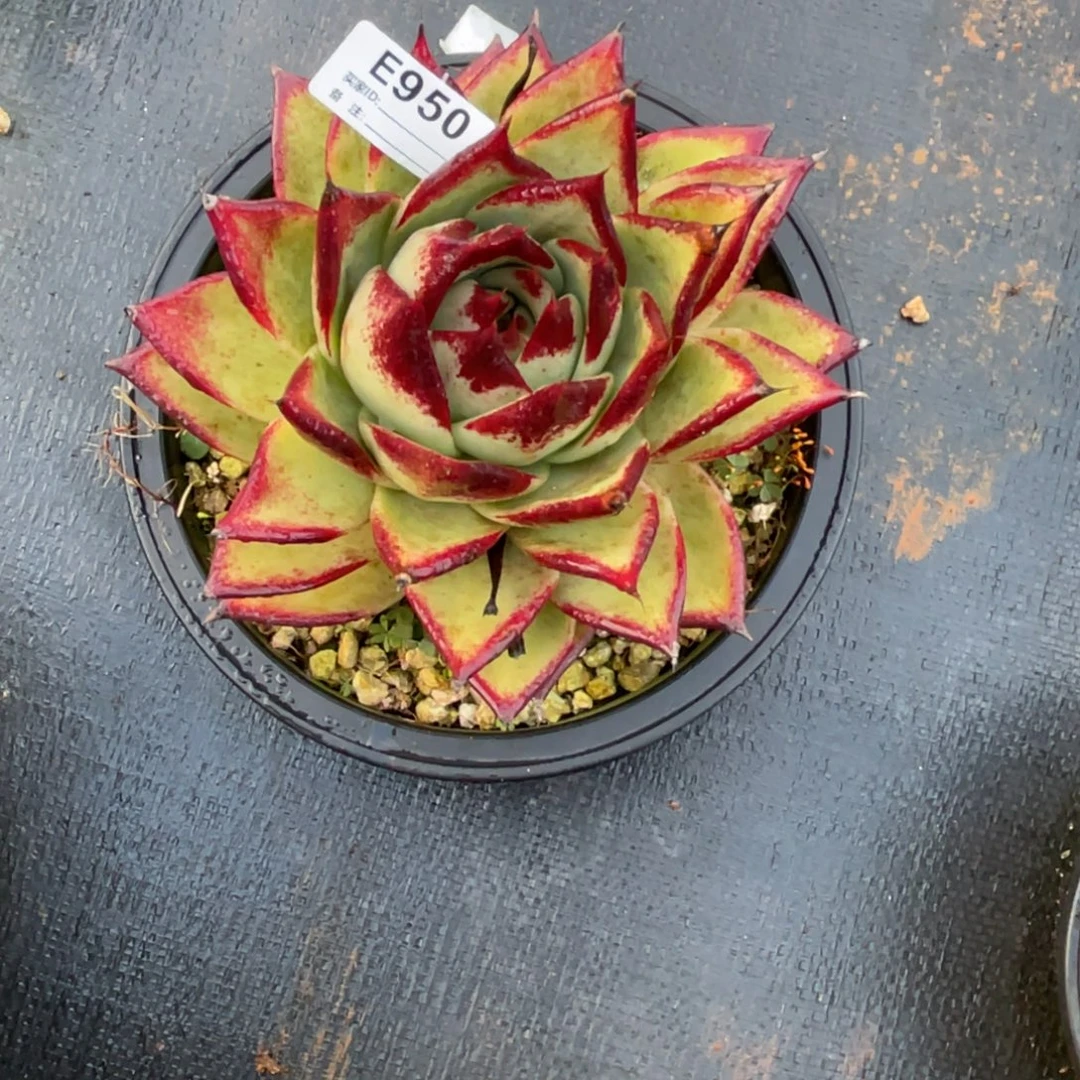 温***窝无花朵若如东云单拍E950