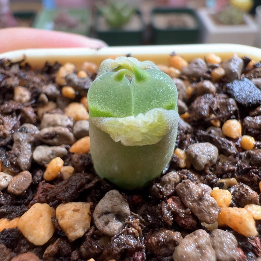 511。青蛙种源2151小恶魔 两年半