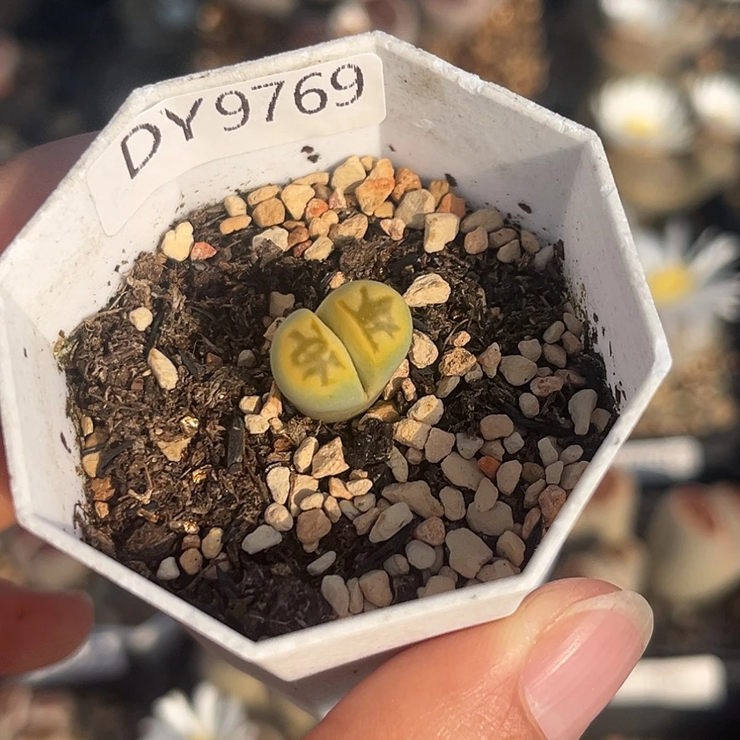 一物一拍绿菊9769化石