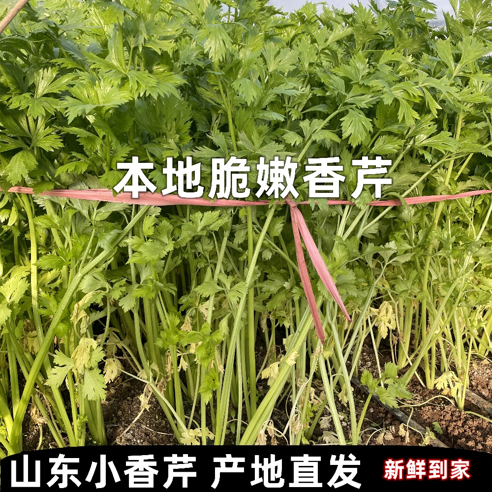 山东农家自种玻璃翠小西芹带根带叶 3斤5斤