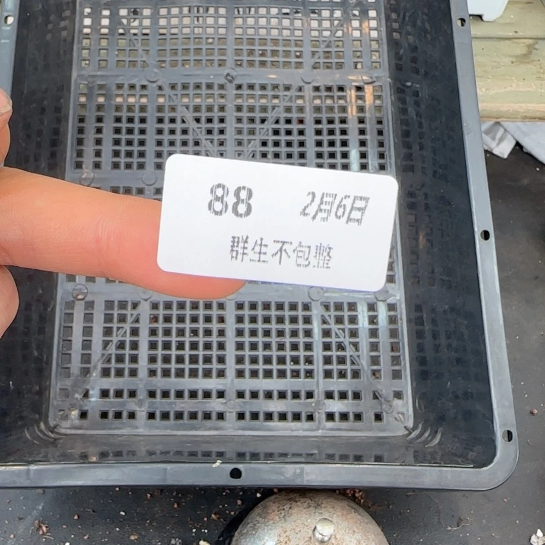 奥****兽框拍框拍0206-88