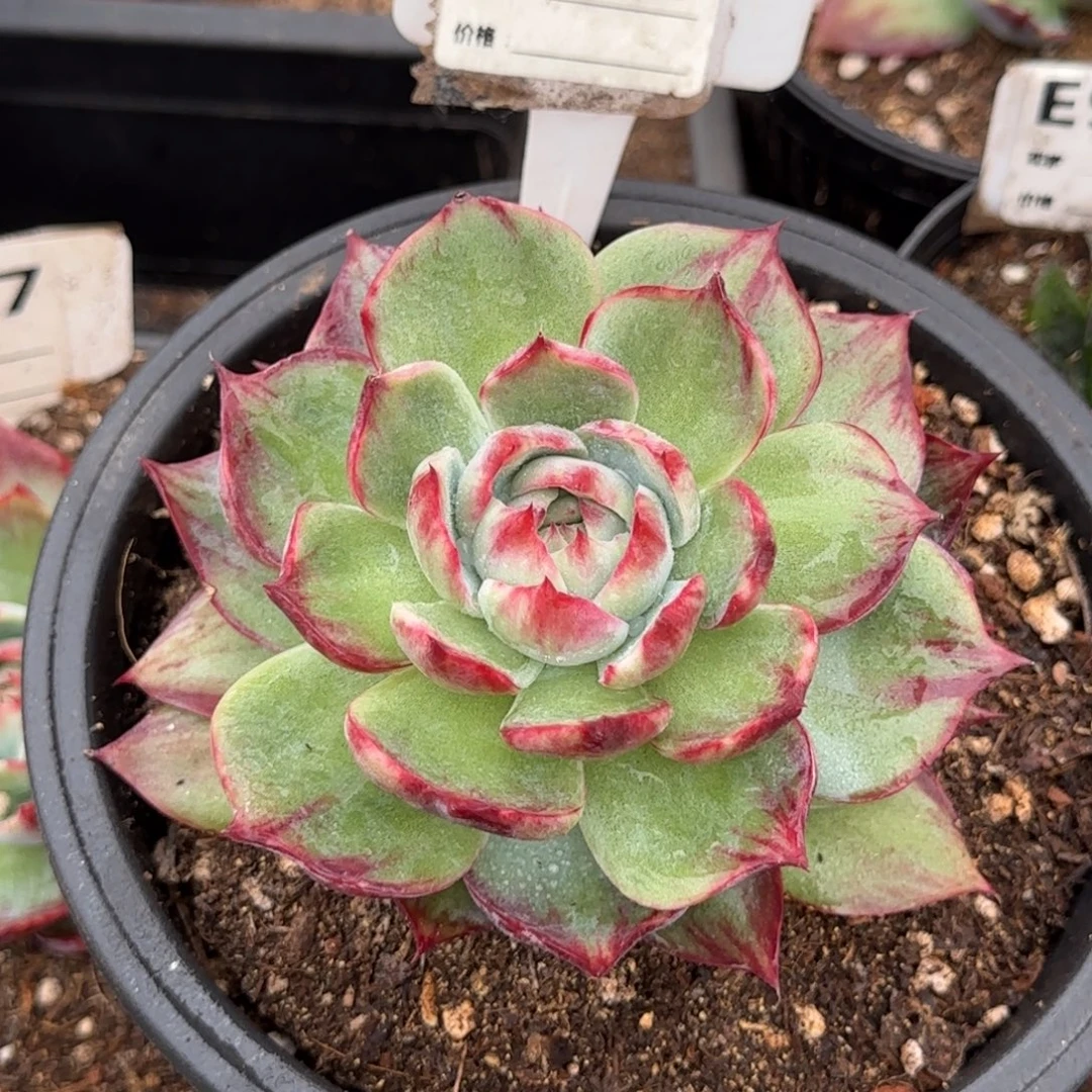 惊鸿一物一拍包装收缩花旱912