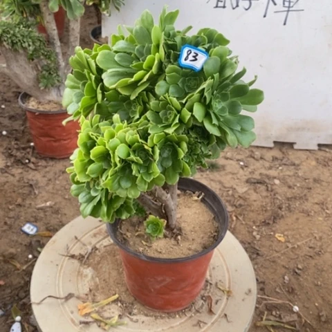 绿杨蓉缀一物一拍