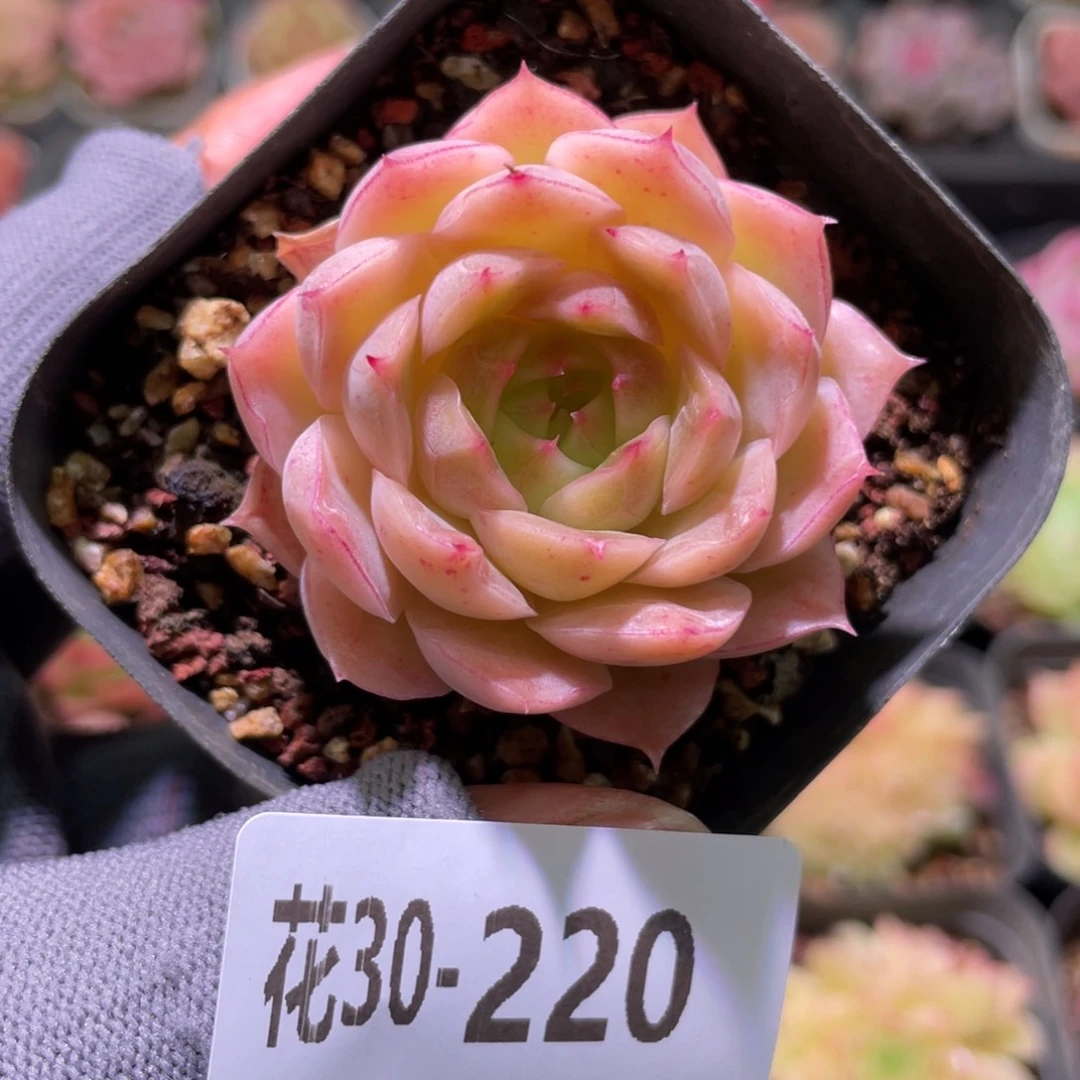 花利美30-220云梦仙子